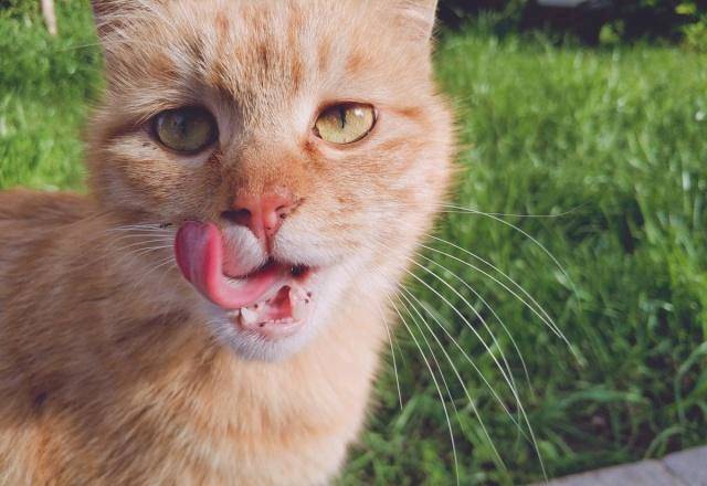 豢养流降猫时 会没有会被咬呢？本来你瞅过它们用饭便了解了