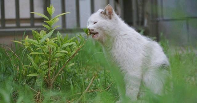 豢养流降猫时 会没有会被咬呢？本来你瞅过它们用饭便了解了