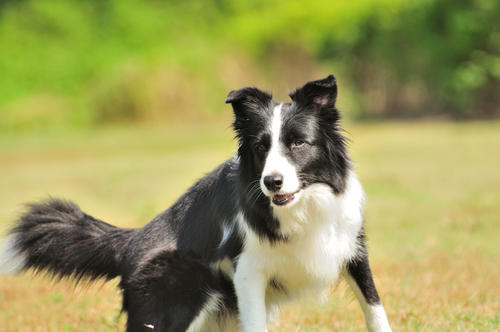 怎么能让边境牧羊犬心甘情愿的刷牙？(图1)