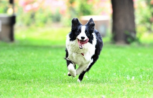 边牧犬的特点 不适合有小孩的家庭饲养