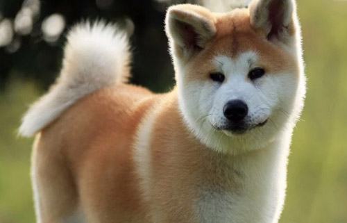 秋田犬和柴犬哪个好 两种犬种各有特点