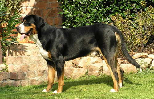 大瑞士山地犬的特点 该犬精力充沛