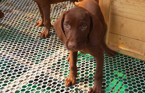 寻血猎犬的特点 寻血猎犬学习很快