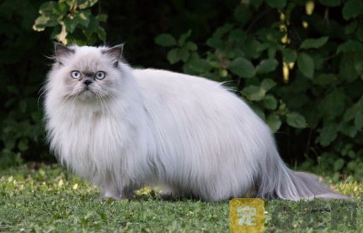 如果波斯猫的毛发稀少怎么办？