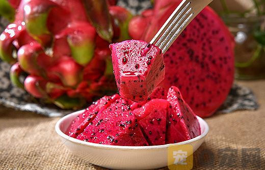 猫可以吃火龙果吗？