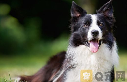 边牧不喜欢主人会有哪些行为表现？