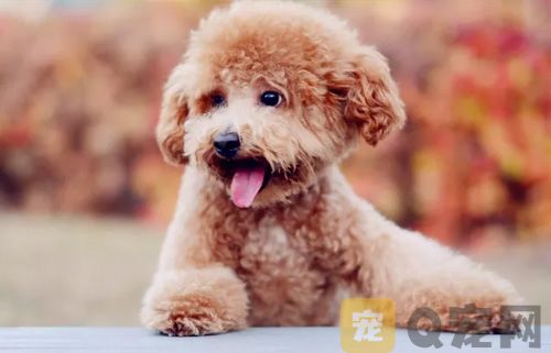 贵宾犬美容造型视频教程