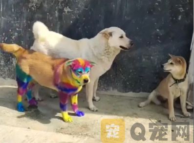 小狗换上新皮肤变“彩虹狗”
