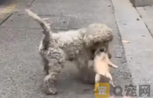 狗狗为报答店主送刚出生幼崽