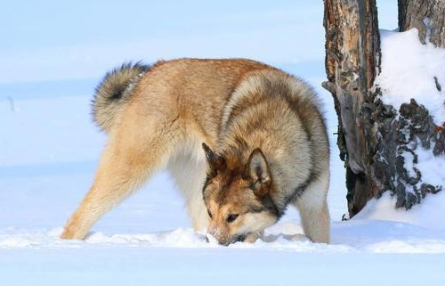 欧式俄国莱卡犬外形特征及训练方法