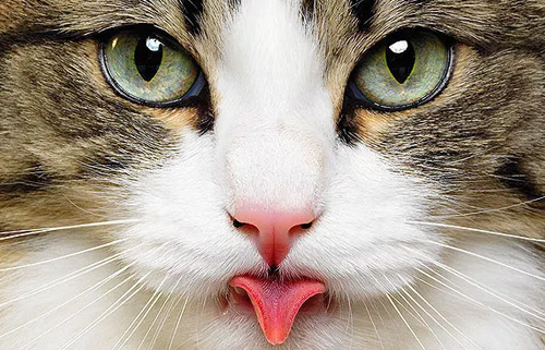 怎么训练猫使用猫砂盆?