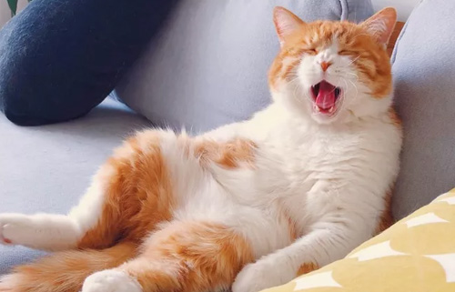 怎么训练猫使用猫砂盆?