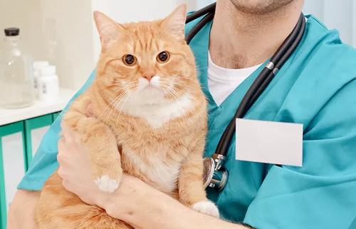 小Q告诉你猫猫打针的疫苗顺序时间？
