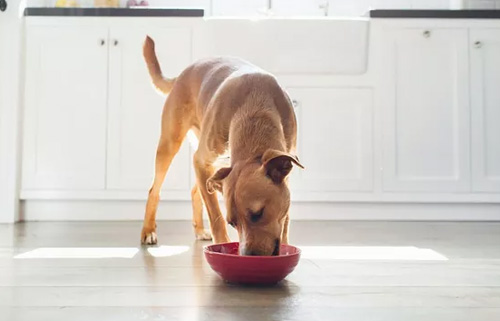 狗狗用餐顺序的训练方法