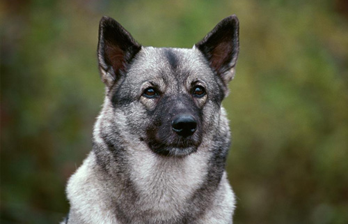 小Q告诉你挪威猎糜犬驯养方法