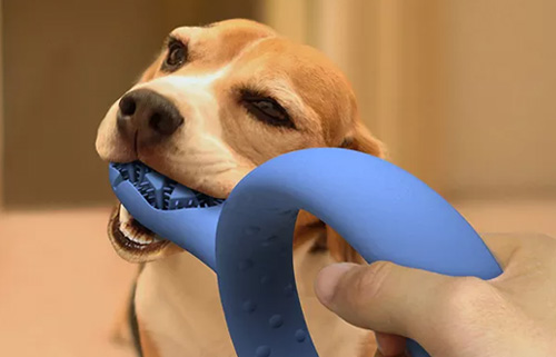 如何防止换牙的狗狗乱咬东西？