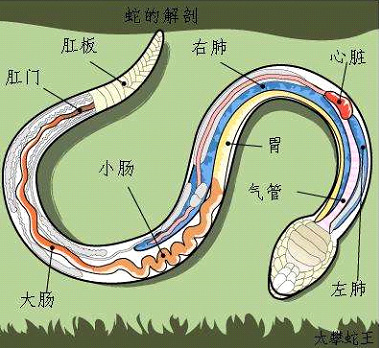 宠物蛇吐食到底是怎么造成的？