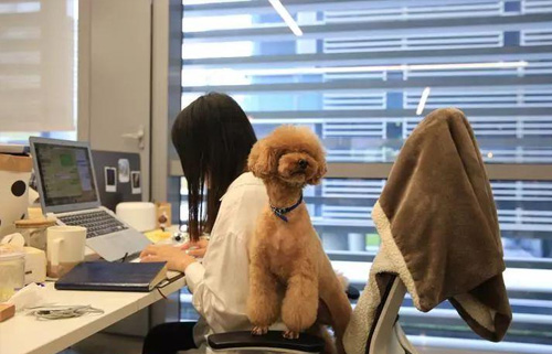 你有想过把宠物带入工作场所带来哪些好处吗？