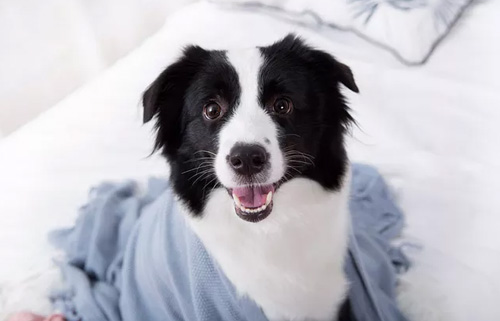 狗狗黑色素瘤的症状及治疗方法？