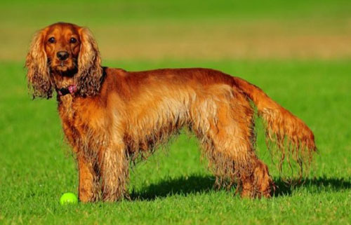 可卡犬属于大型犬吗 耳朵大是最大的特征