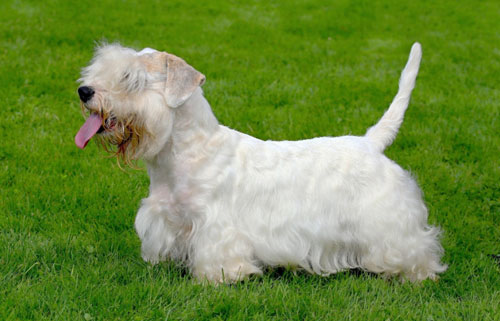 西里汉梗的形态特征 活动量大于一般犬种(图1)