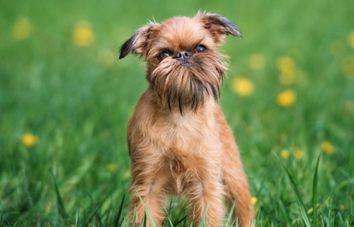 布鲁塞尔粗毛猎犬怎么选 根据外形特征去判定