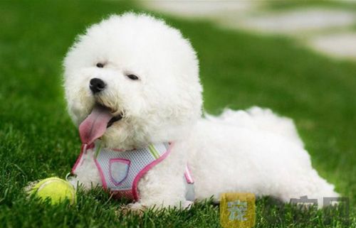 可爱的白色茶杯泰迪犬(图3)