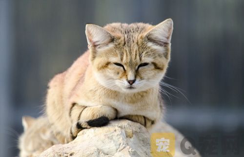 沙丘猫 全世界最小的猫品种(图1)