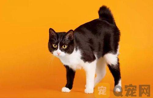 日本短尾猫哪里有卖