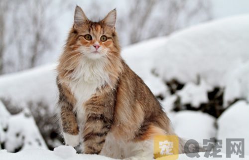 挪威森林猫价格要多少钱一只
