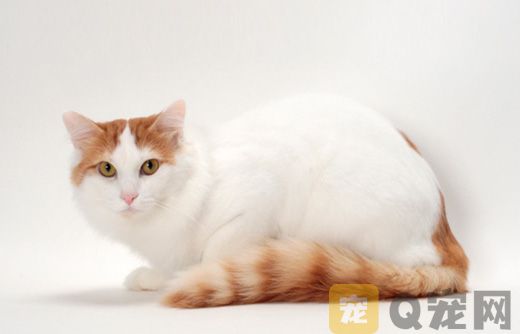 土耳其梵猫为什么粘人？