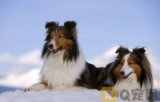 喜乐蒂牧羊犬的智商有多高