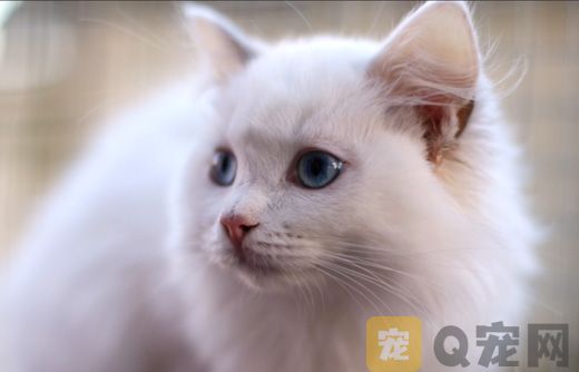 山东狮子猫图片大全(图2)