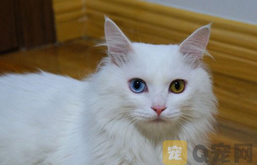 山东狮子猫图片大全(图3)