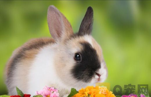 海棠兔如何分辨是不是侏儒海棠兔