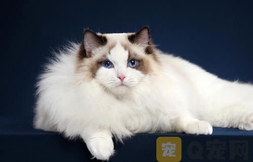 猫咪为什么如此讲卫生？