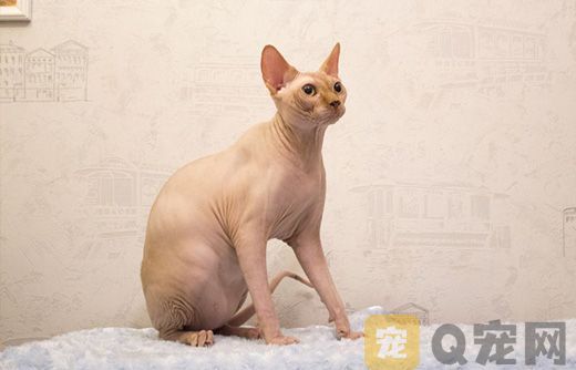 加拿大无毛猫的性格特点