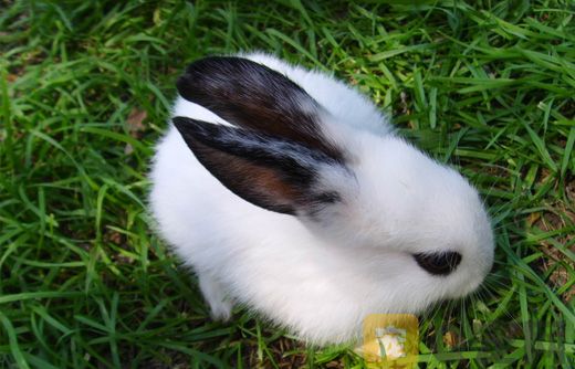 侏儒海棠兔长什么样子？