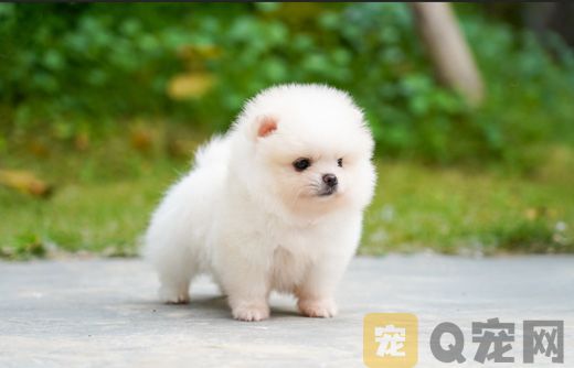 长春茶杯犬价格多少钱？