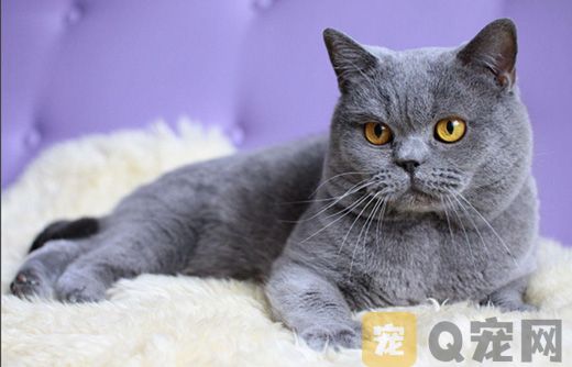 夏特尔猫图片大全