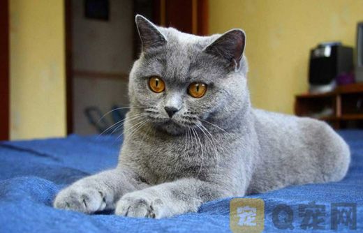 夏特尔猫图片大全