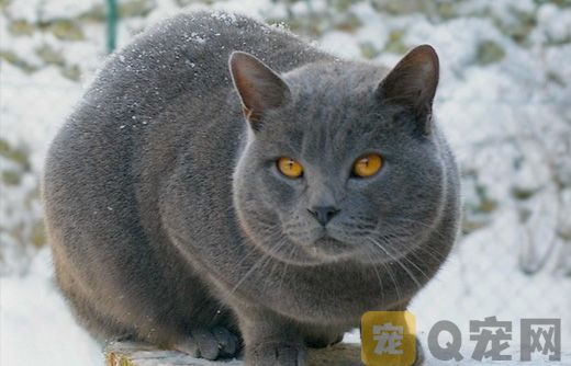 夏特尔猫图片大全