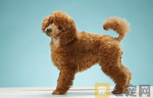 2021年巨型贵宾犬欣赏