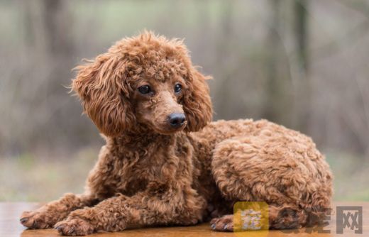 2021年巨型贵宾犬欣赏