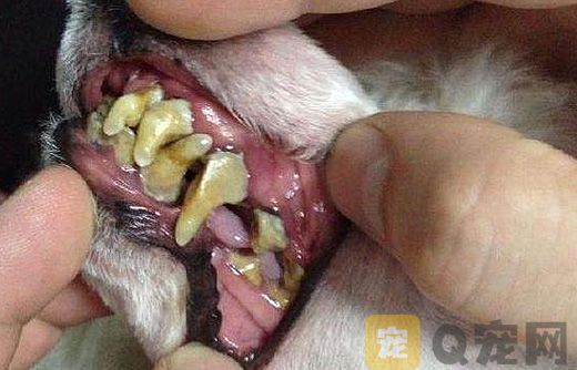 狗狗牙结石的危害 别以为牙结石只是影响颜值