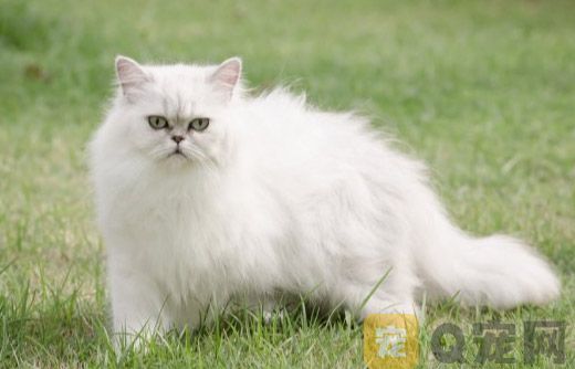 波斯猫洗澡要注意水温(图1)