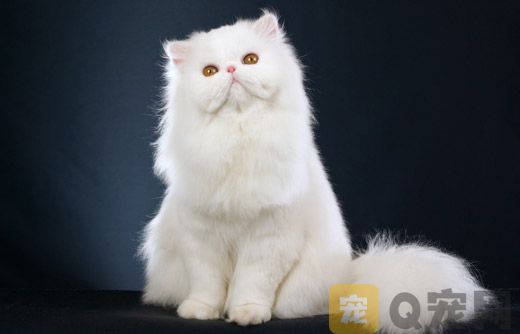 波斯猫要怎么帮它有效梳毛？