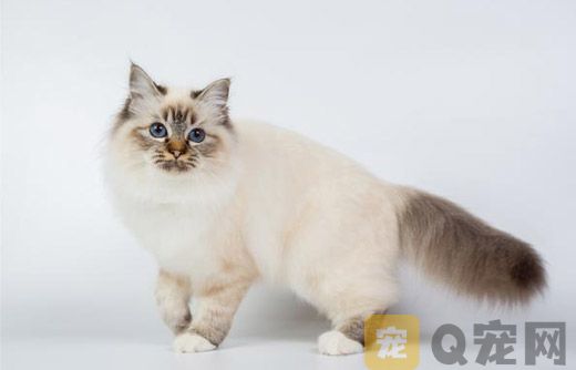 伯曼猫怎么护理？伯曼猫毛发和眼睛耳部护理要点