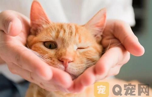 给猫咪剪毛的好处有哪些?又该如何修剪？(图2)