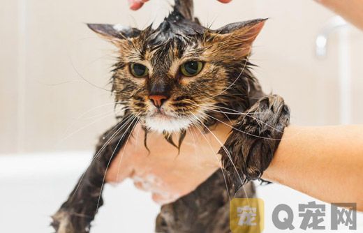 通常猫咪洗澡太多会直接影响毛发的健康